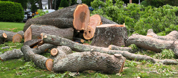 How Our Tree Care Process Works  in  Princeville, IL