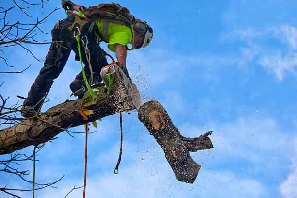 Best Residential Tree Removal  in Princevle, IL